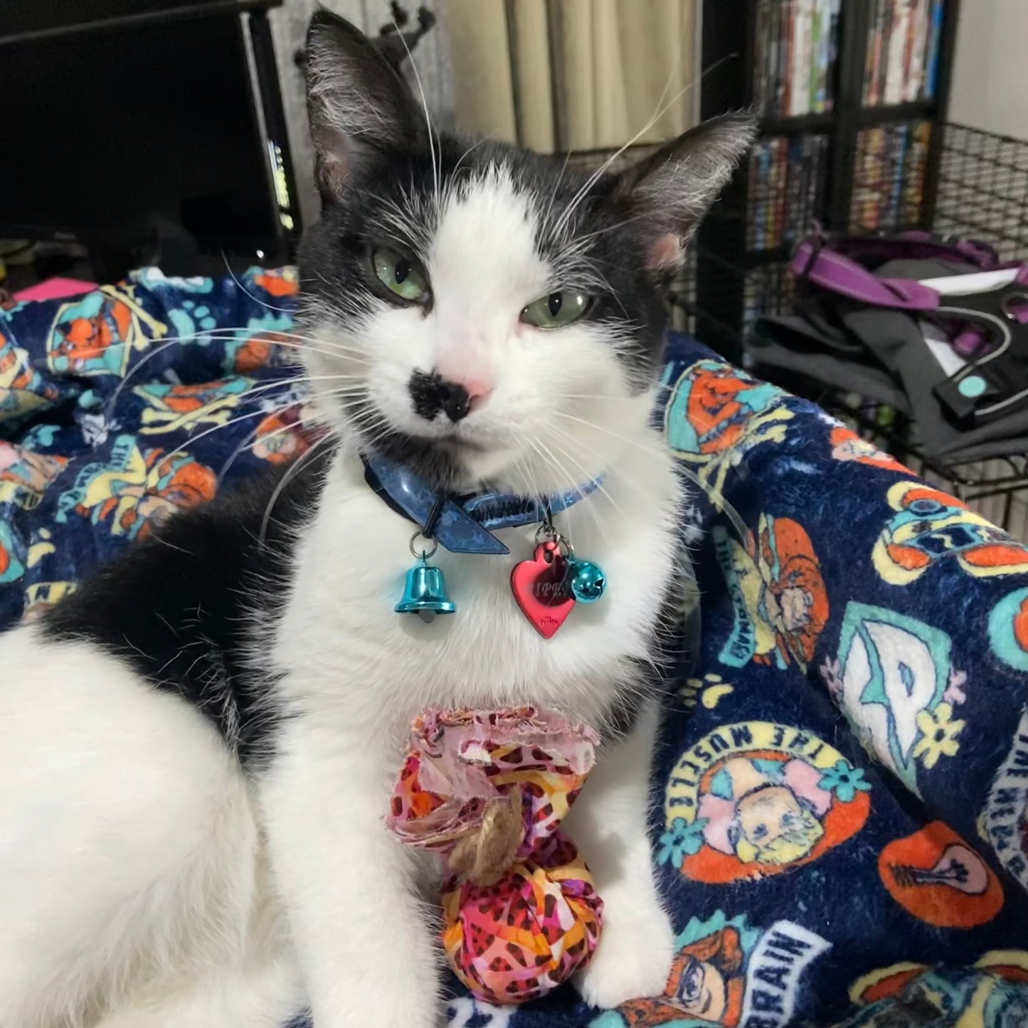 Cat toy gift set