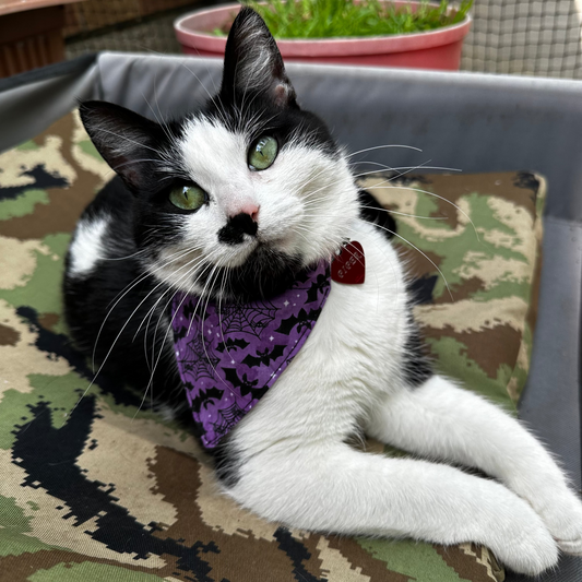 Over the Collar Cat Bandana