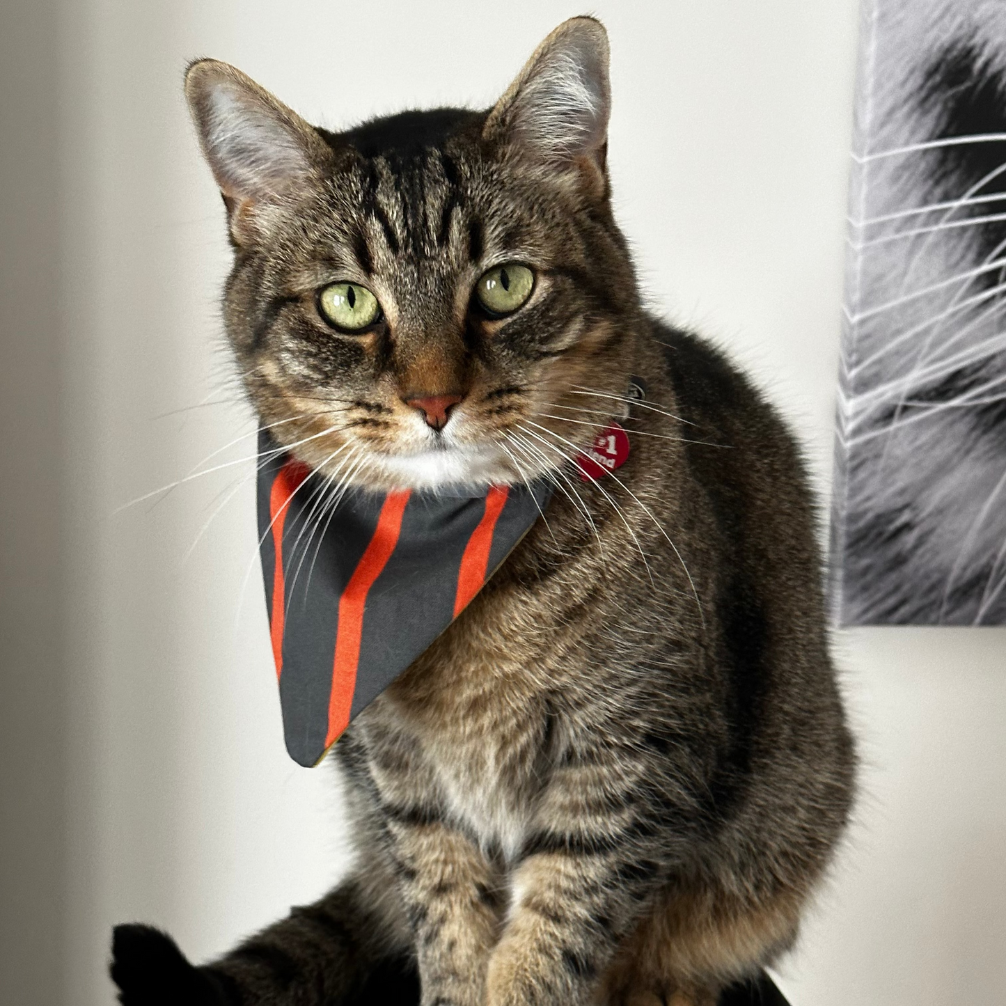 Over the Collar Cat Bandana