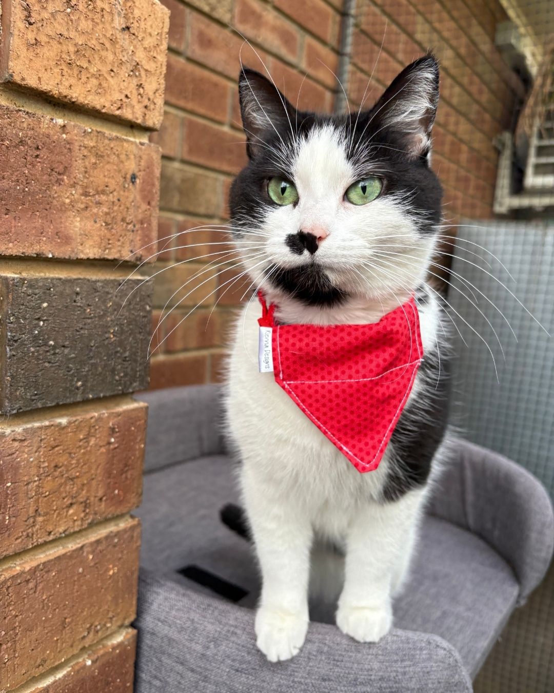 Over the Collar Cat Bandana