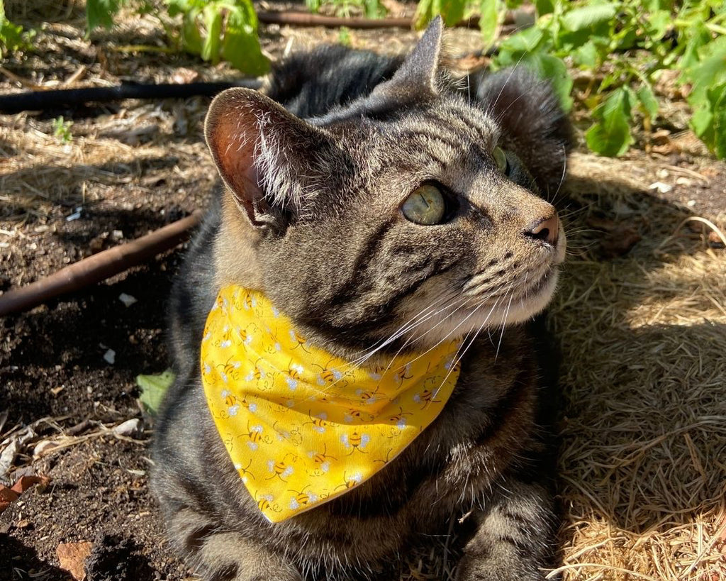Over the Collar Cat Bandana - Black and Gold Webs