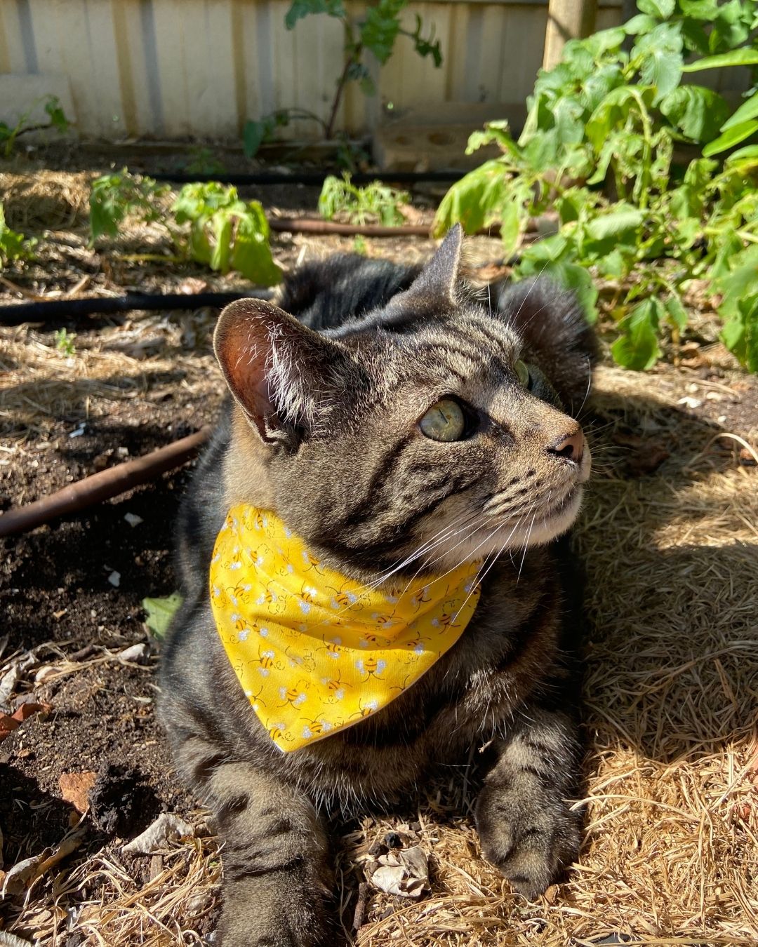 Over the Collar Cat Bandana