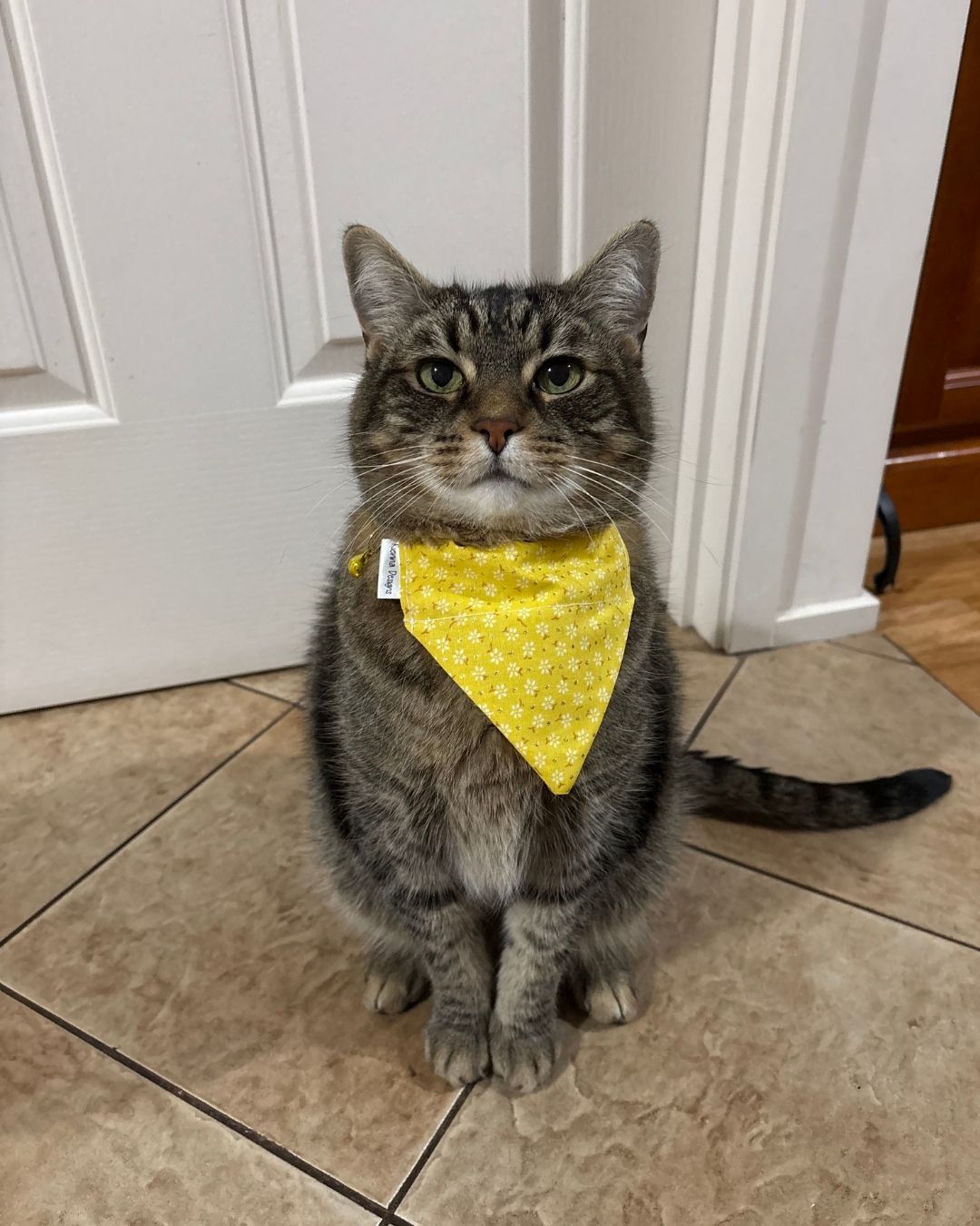 Over the Collar Cat Bandana - Black and Gold Webs