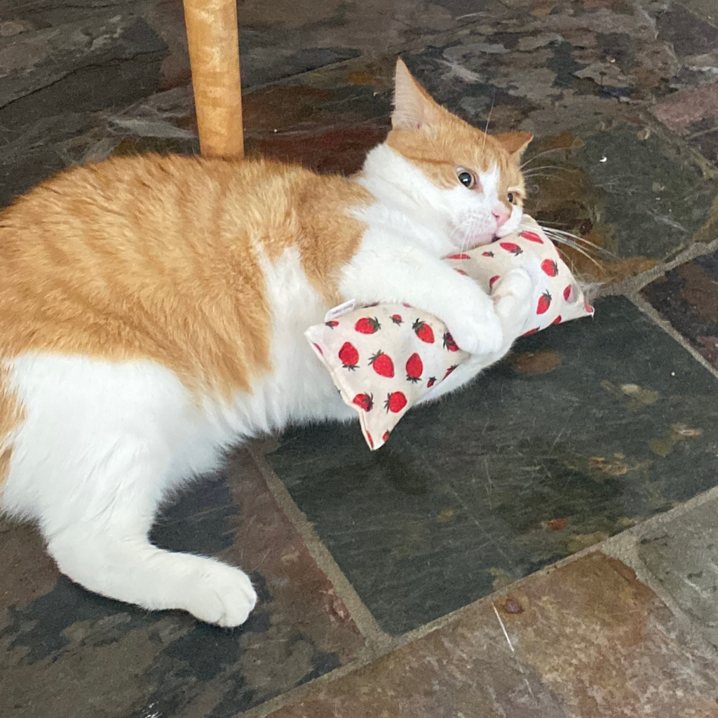 Everyday Catnip Kickaroos- Mushrooms