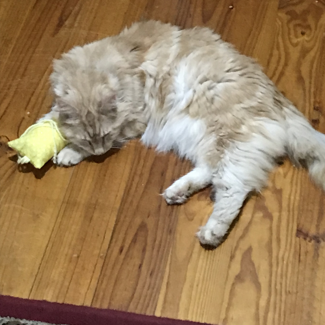 Everyday Catnip Kickaroos- Mushrooms