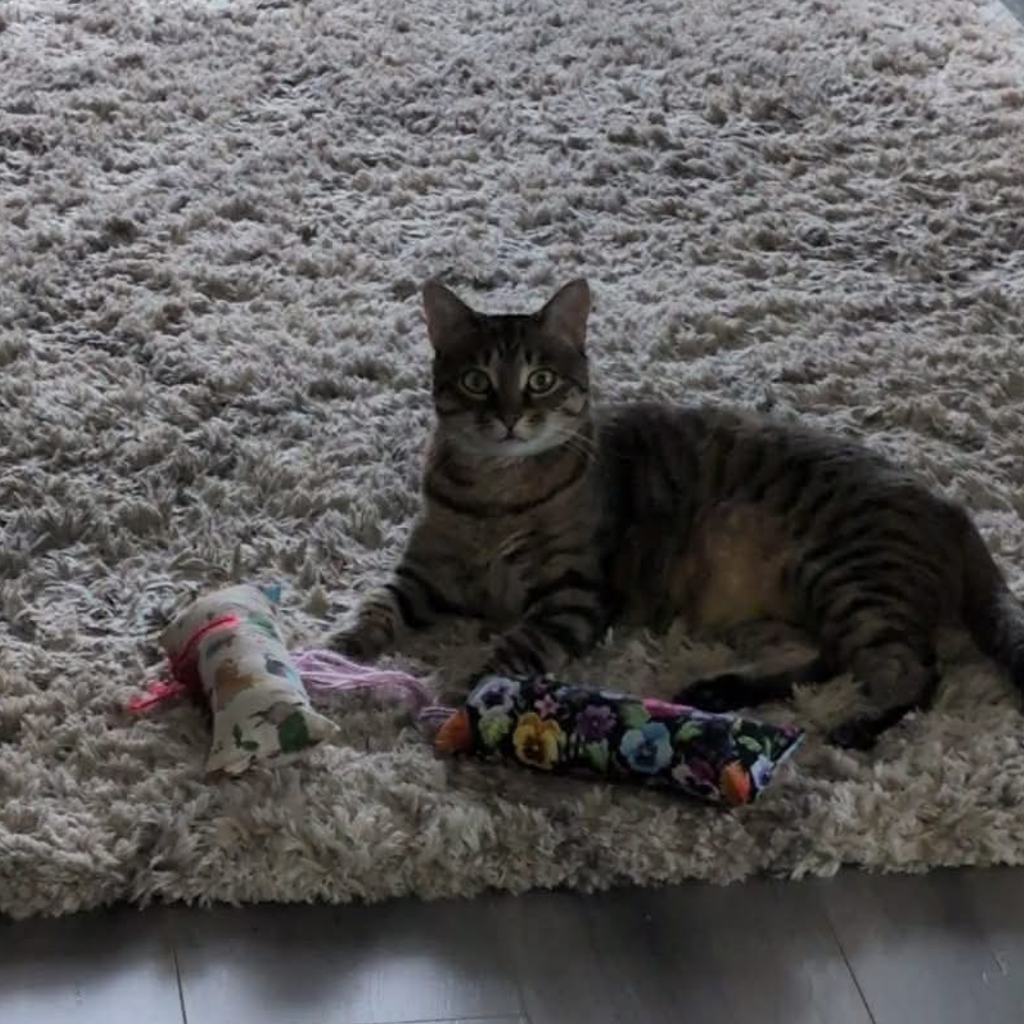 Everyday Catnip Kickaroos- Mushrooms
