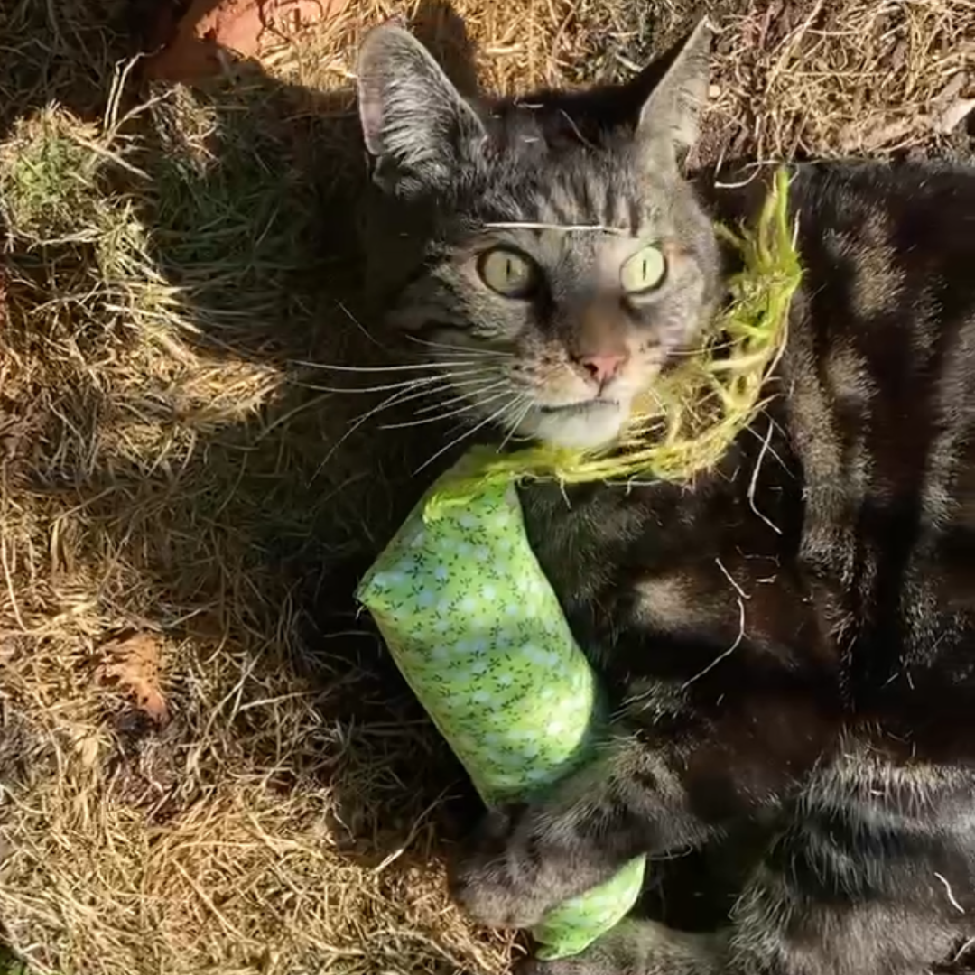 Everyday Catnip Kickaroos- Mushrooms