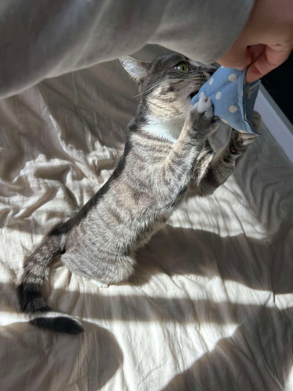 Catnip Pillows