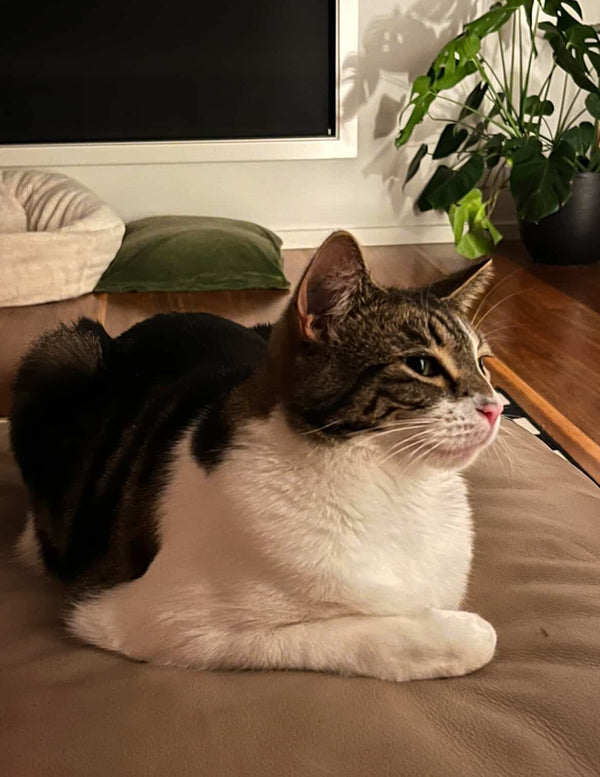 Millie