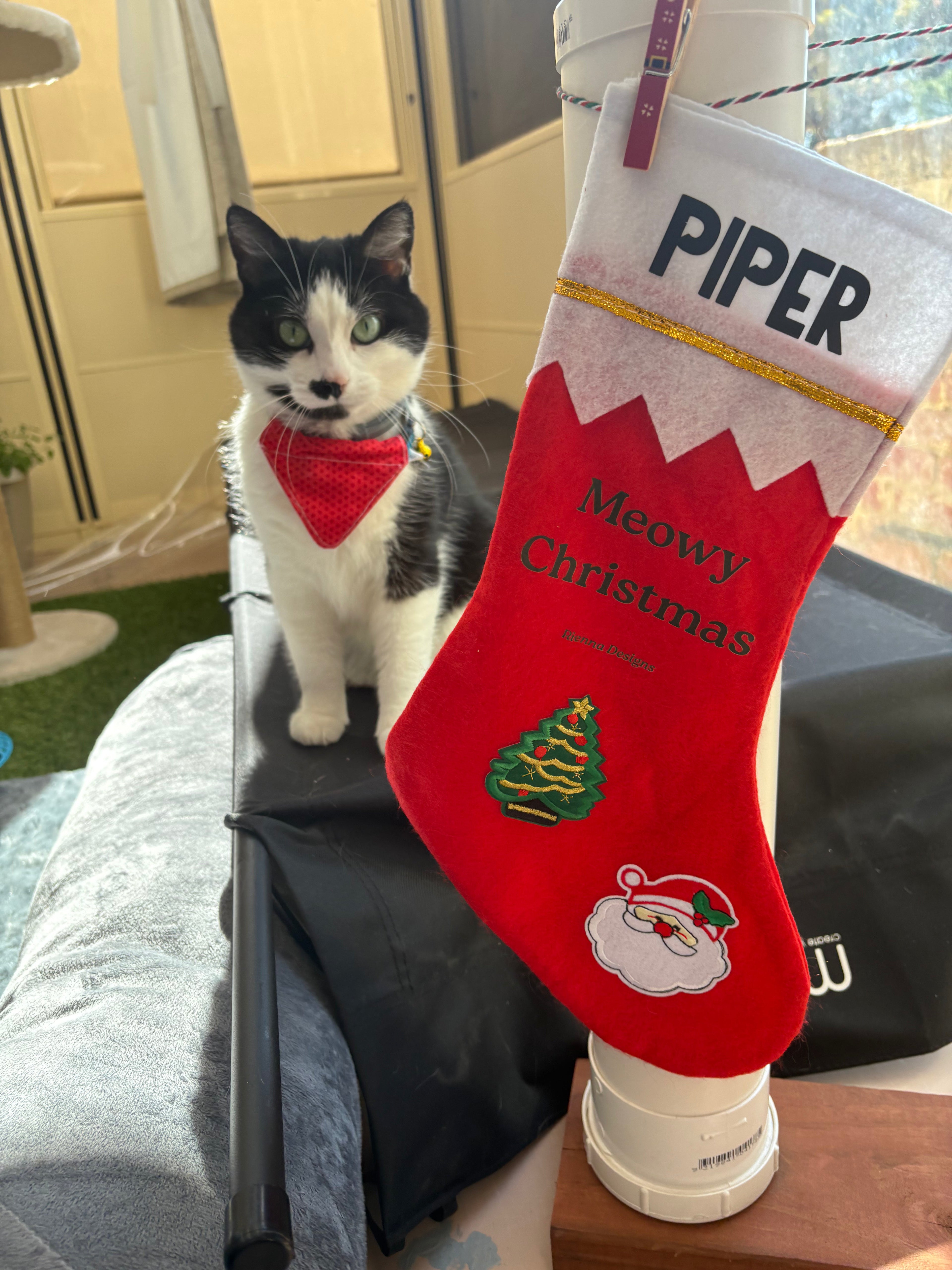 Cat Filled Christmas Stocking