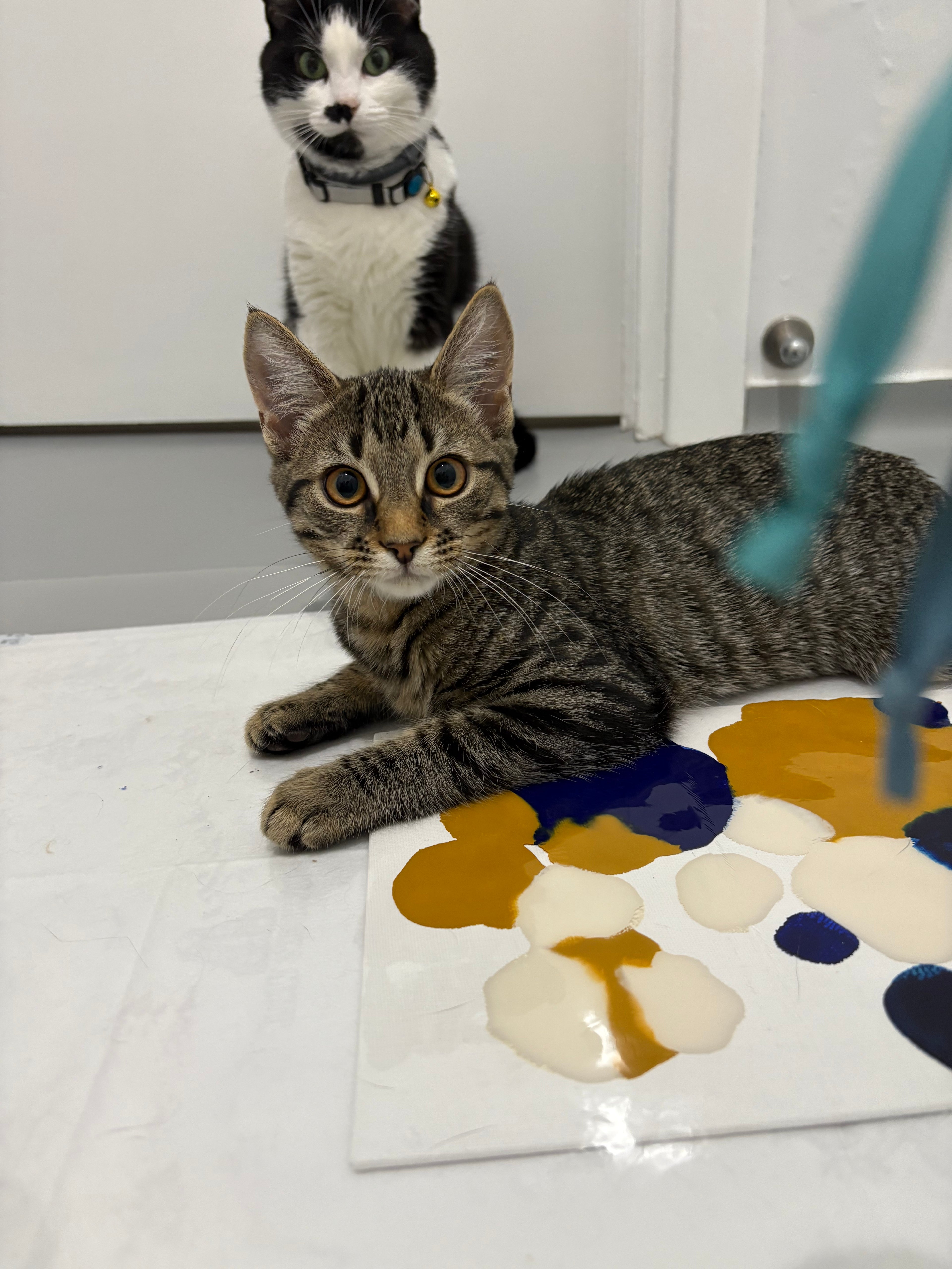 Kitty Mail Club Ships 27th Feb