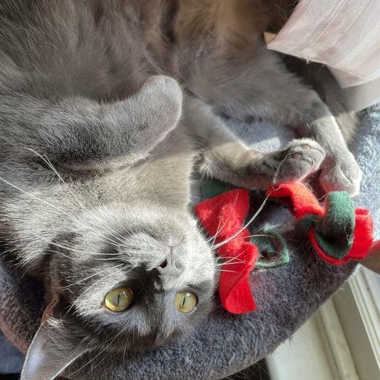 Cat toy gift set