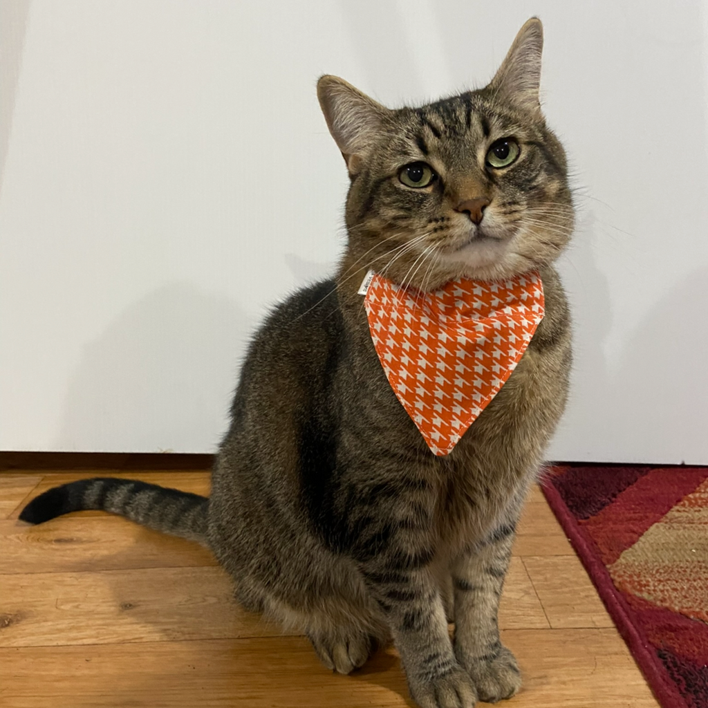 Over the Collar Cat Bandana - Red & Pink Flowers
