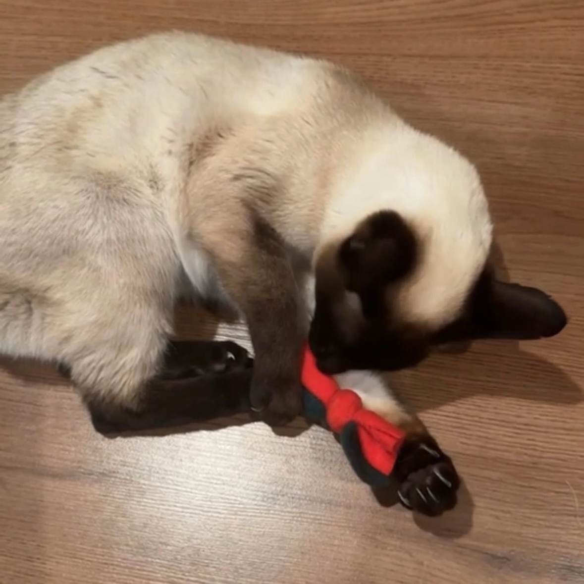 Cat Filled Christmas Stocking