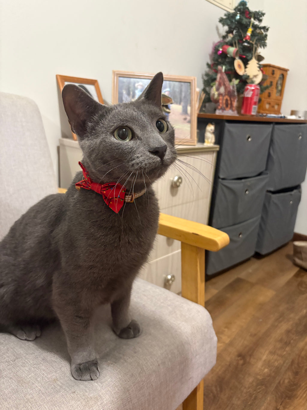 Over the Collar Bow Tie - Bon Bons