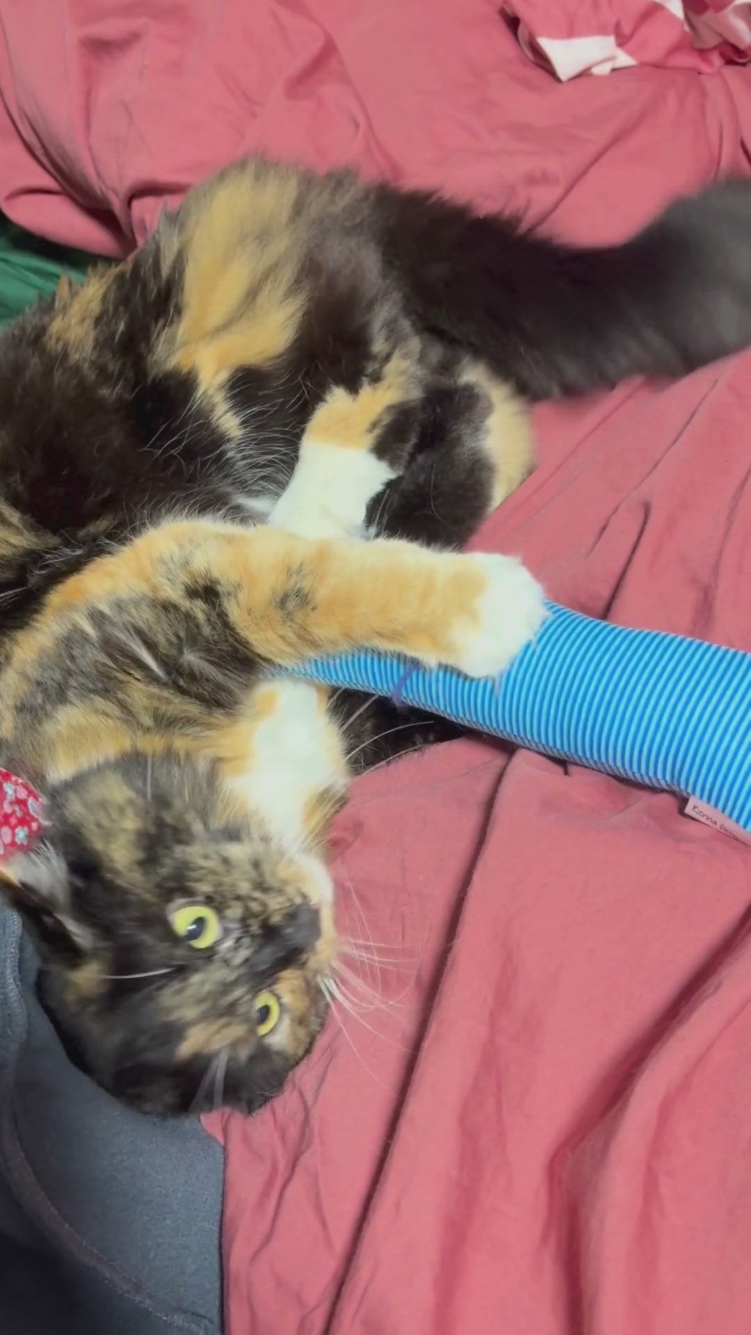 Everyday Catnip Kickaroos - Birthday